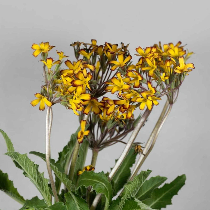 primula vulgaris plants Primula vulgaris 'Oakleaf Yellow Picotee'
