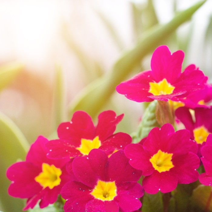 Almanac Planting Co Primrose 'Oakleaf Magenta' (Primula vulgaris ‘Oakleaf Magenta’) red and yellow blooms against a blurry background of plants