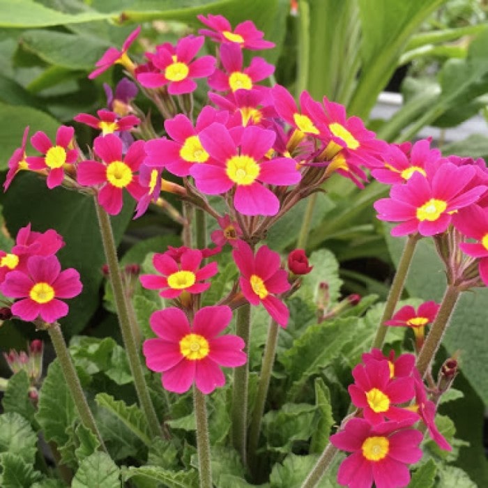 Almanac Planting Co Primrose 'Oakleaf Magenta' (Primula vulgaris ‘Oakleaf Magenta’) red and yellow blooms growing atop of long stems, with a background of live plants