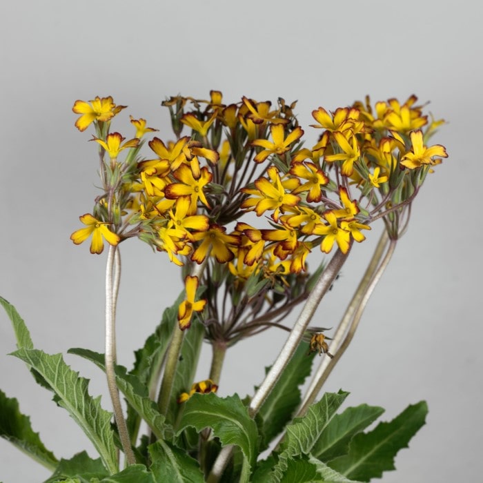 Almanac Planting Co Primrose 'Oakleaf Yellow Picotee' (Primula vulgaris ‘Oakleaf Yellow Picotee’) a cluster of yellow blooms with red edges atop of long stems with green, jagged leaves below them. Against a gray background. 