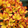 Almanac Planting Co Primrose 'Oakleaf Yellow Picotee' (Primula vulgaris ‘Oakleaf Yellow Picotee’) a cluster of red and yellow blooms against a blurry dark background