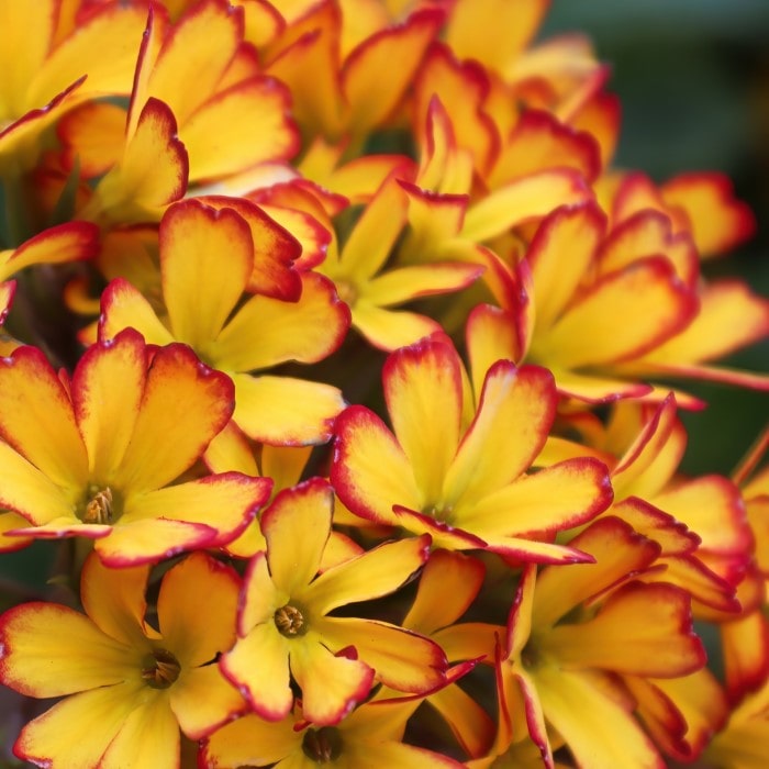 Almanac Planting Co Primrose 'Oakleaf Yellow Picotee' (Primula vulgaris ‘Oakleaf Yellow Picotee’) a cluster of red and yellow blooms against a blurry dark background