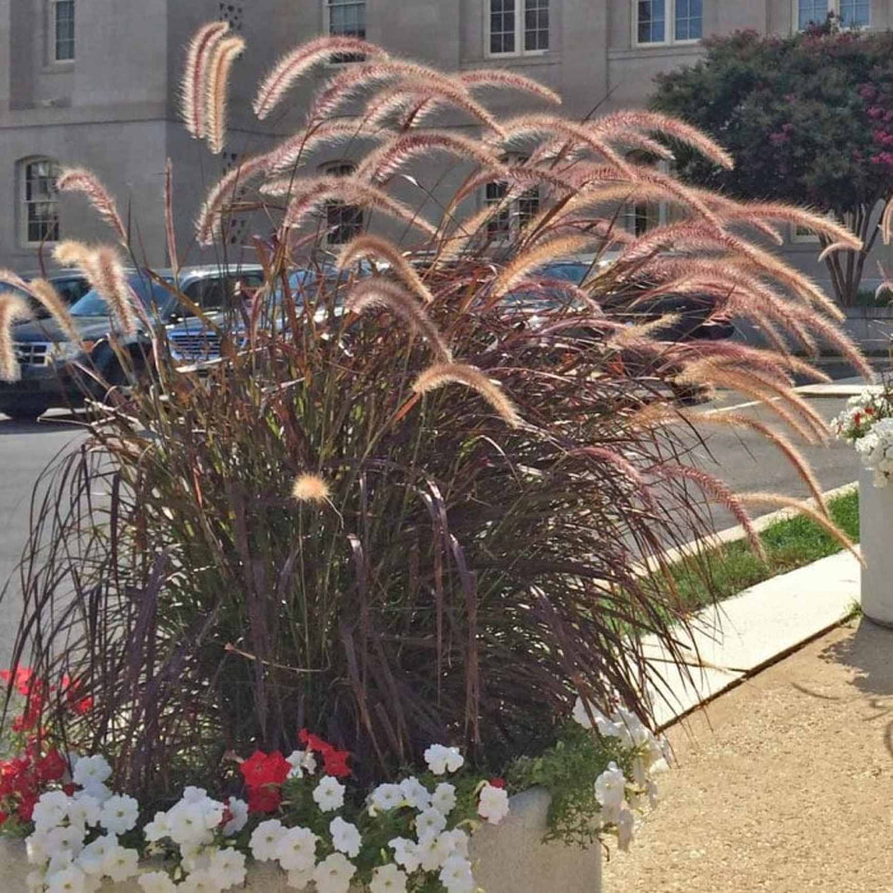 Purple Fountain Grass | Pennisetum x advena 'Rubrum' – Almanac