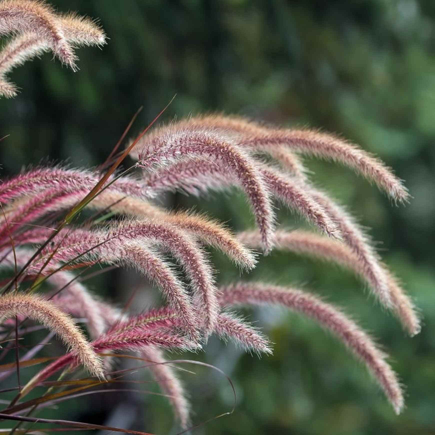 Purple Fountain Grass | Pennisetum x advena 'Rubrum' – Almanac