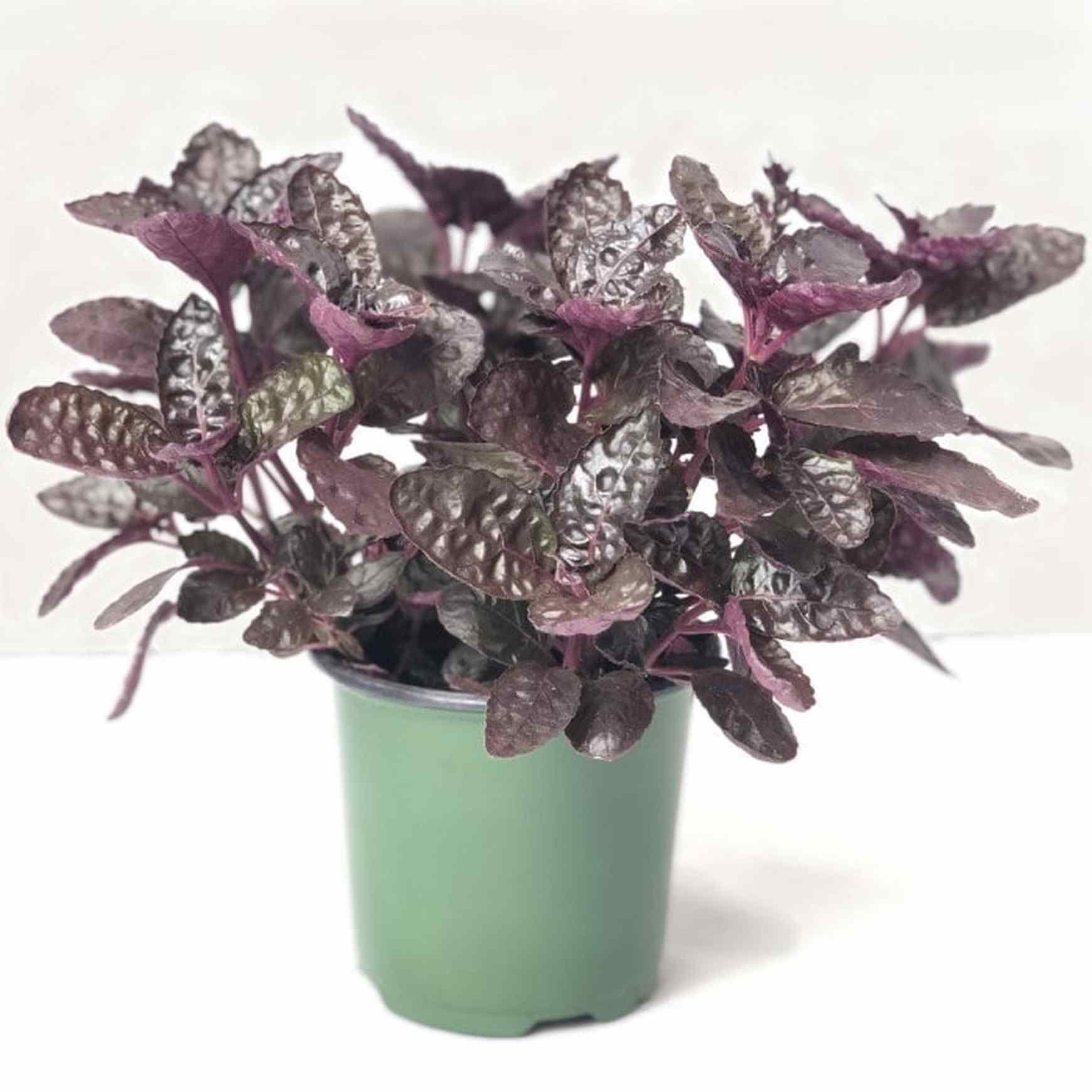 zz waffle plant Purple Waffle Plant