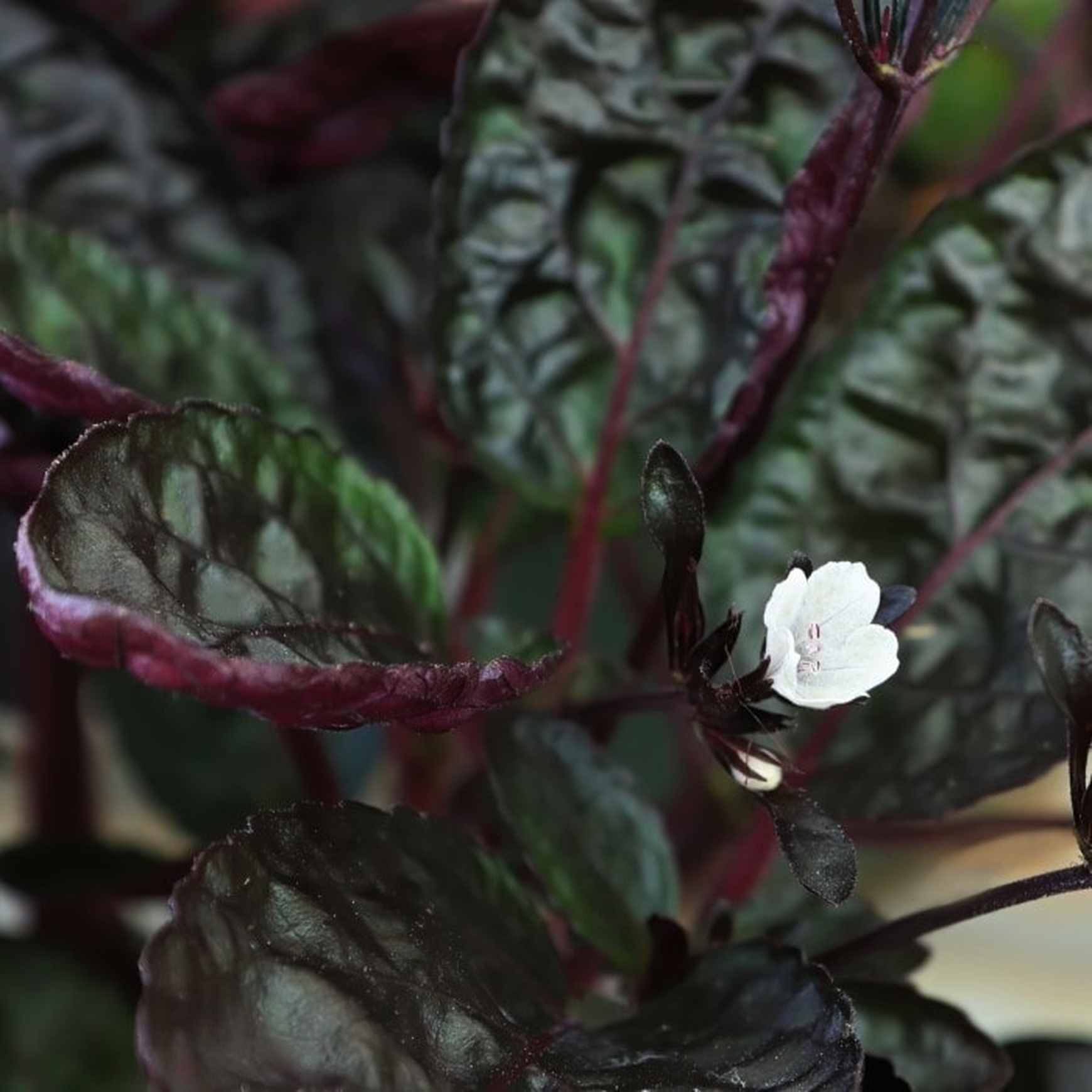 purple waffle house plant Purple Waffle Plant