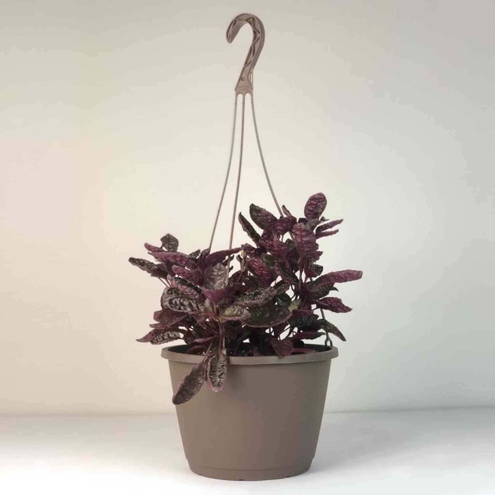 purple waffle plant indoor care Purple Waffle Plant