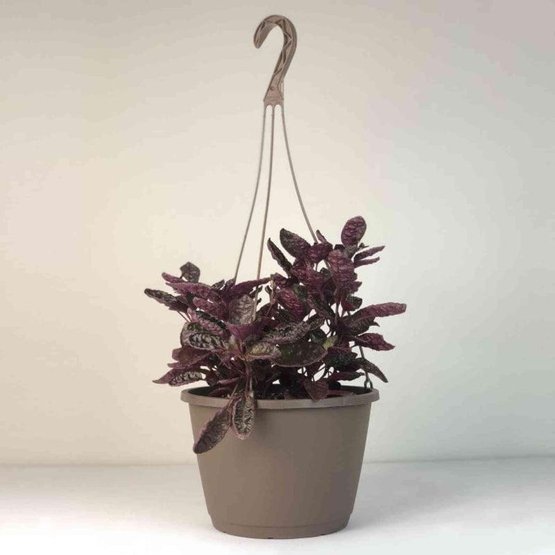indoor purple waffle plant Purple Waffle Plant