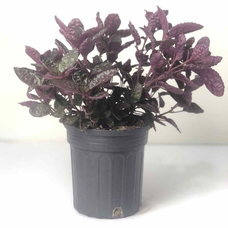 purple waffle plant care indoors Purple Waffle Plant