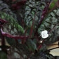 Almanac Planting Purple Waffle Plant Hemigraphis alternata 'Exotica' Flower