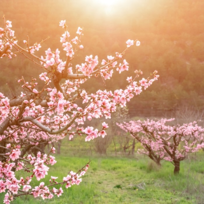 Almanac Planting Co Redhaven Peach Tree (Prunus persica 'Redhaven'). Peach trees growing in an orchard covered in pink blossoms. 