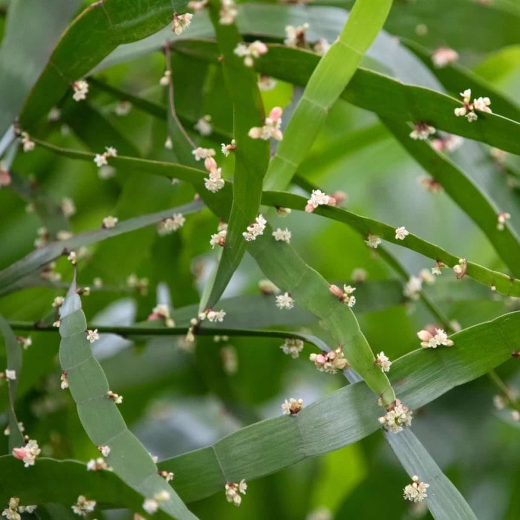 Almanac Planting Co Ribbon Bush (Muehlenbeckia platyclada ﻿(AKA Homalocladium platycladum﻿﻿)) in flower. A close up of the flat stems with whitish flowers emerging. 