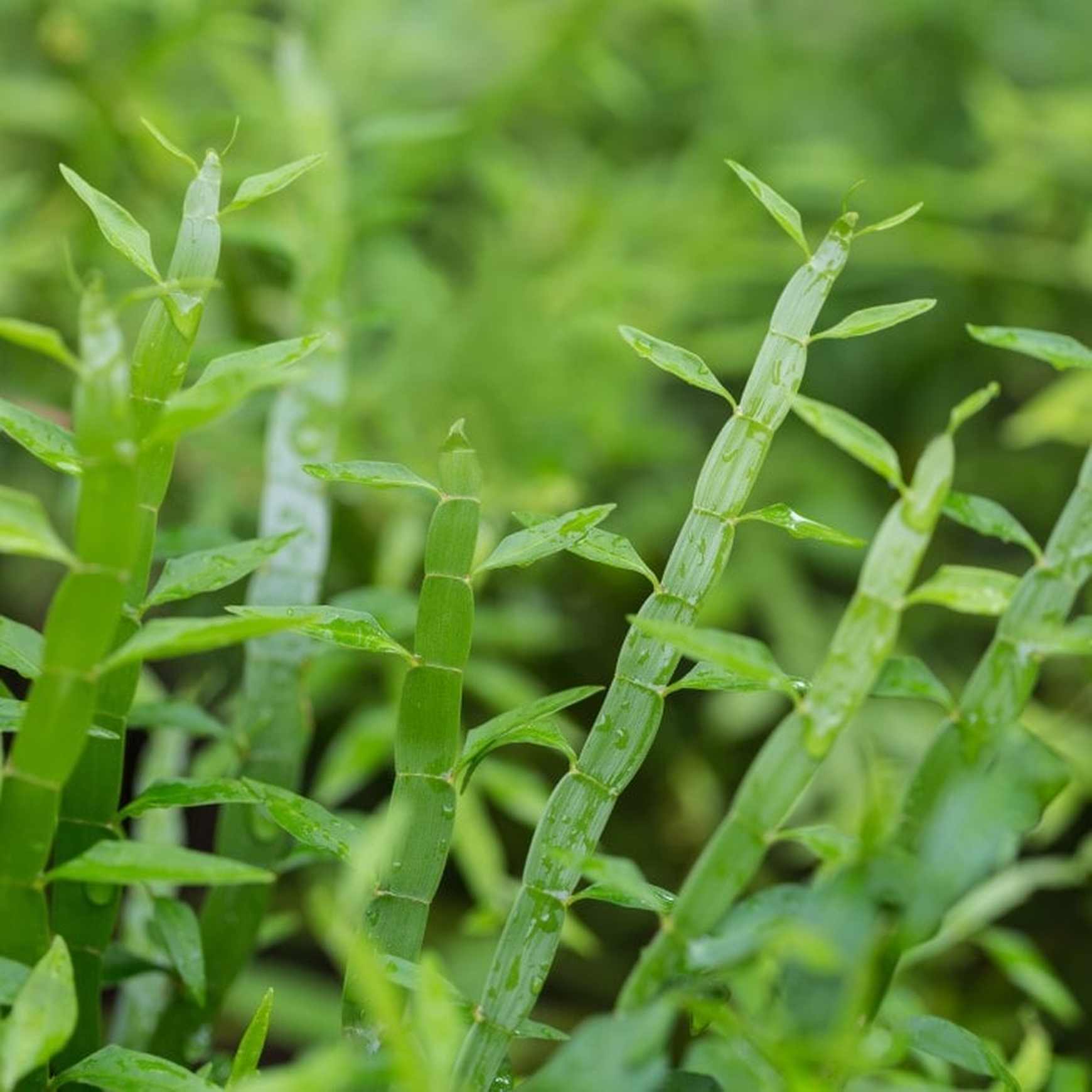 Almanac Planting Co Ribbon Bush (Muehlenbeckia platyclada ﻿(AKA Homalocladium platycladum﻿﻿)) with bright green leaves growing off the stems.