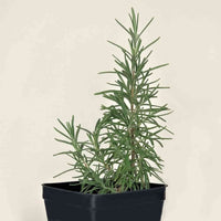 Almanac Planting Co Rosemary 'Barbeque' (Salvia rosmarinus 'Barbeque')