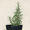 Almanac Planting Co Rosemary 'Barbeque' (Salvia rosmarinus 'Barbeque')