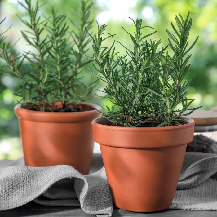 Rosemary Live Herb Plants in a Pot by a Window
