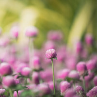 Almanac Planting 'Audray Pink' Globe Amaranth (Gomphrena globosa '﻿﻿Audray Pink') flowering in a field 