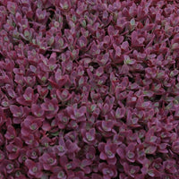 Almanac Planting Co Sedum 'Firecracker' Foliage