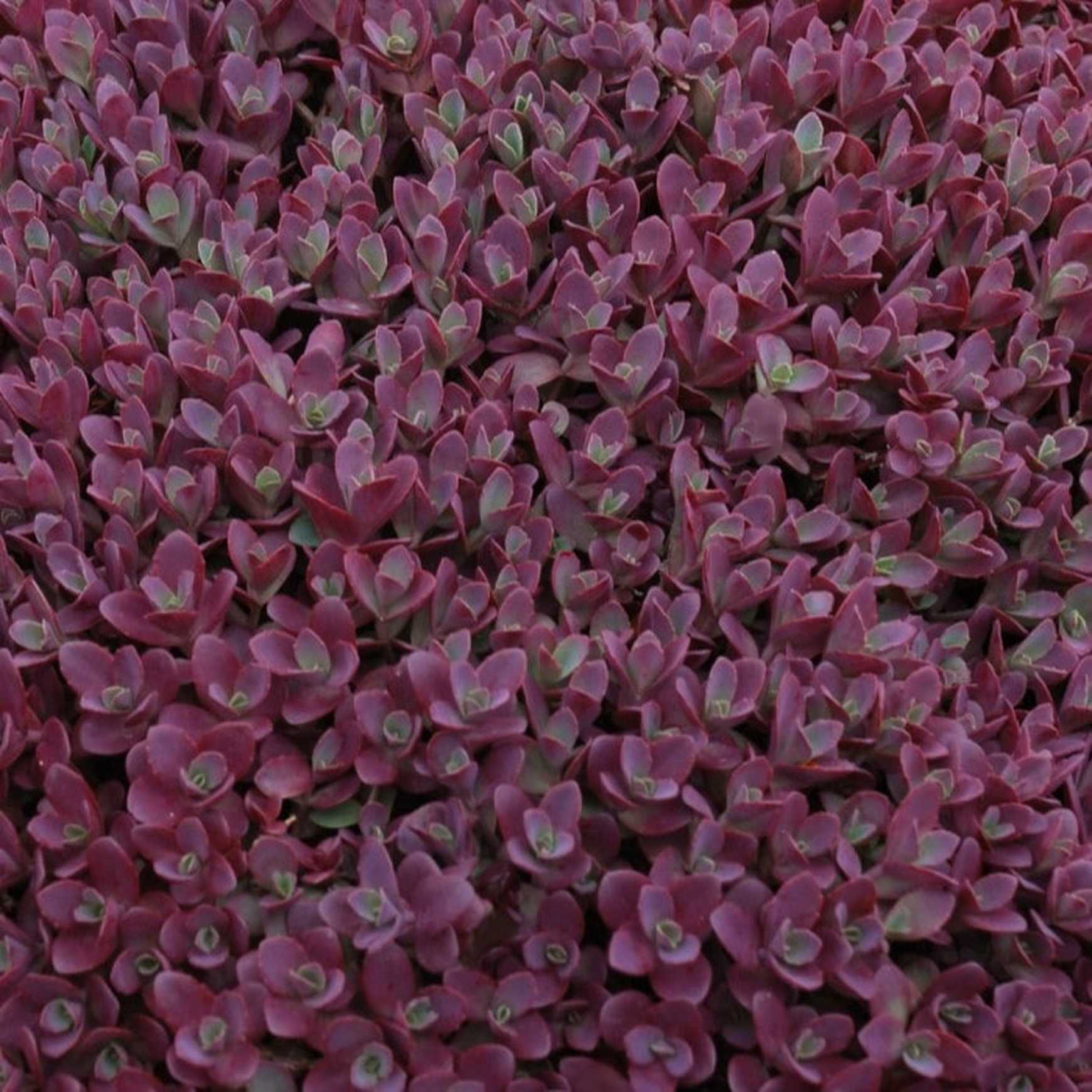 Almanac Planting Co Sedum 'Firecracker' Foliage