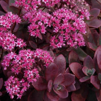 Almanac Planting Co Sedum 'Firecracker' in bloom with foliage