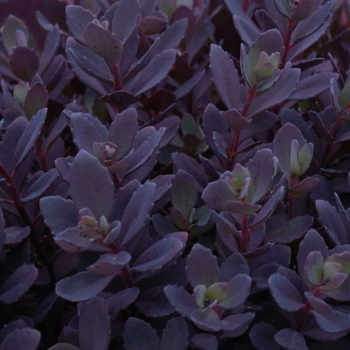 Almanac Planting Co Sedum 'Plum Dazzled' Foliage