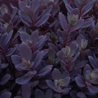 Almanac Planting Co Sedum 'Plum Dazzled' Foliage
