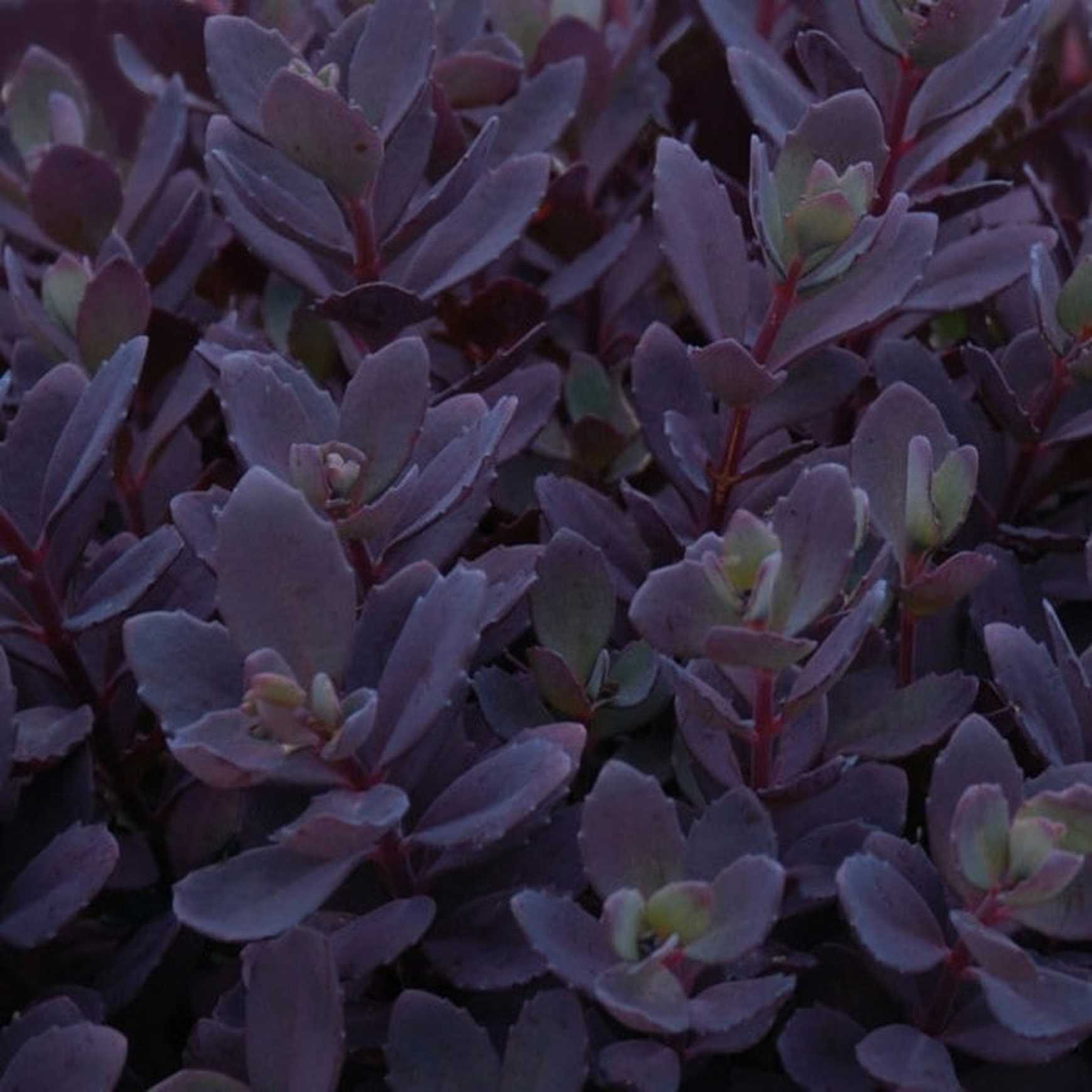 Almanac Planting Co Sedum 'Plum Dazzled' Foliage