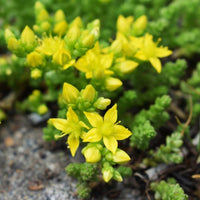 Almanac Planting Co Sedum acre 'Aurea' in bloom growing over a rock