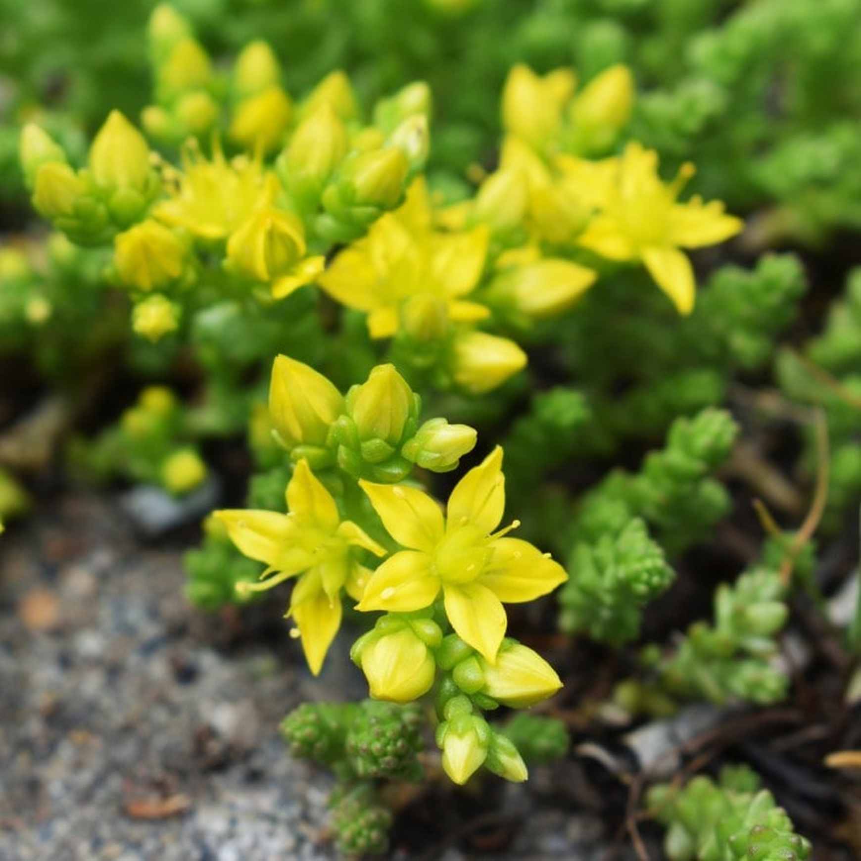 Almanac Planting Co Sedum acre 'Aurea' in bloom growing over a rock