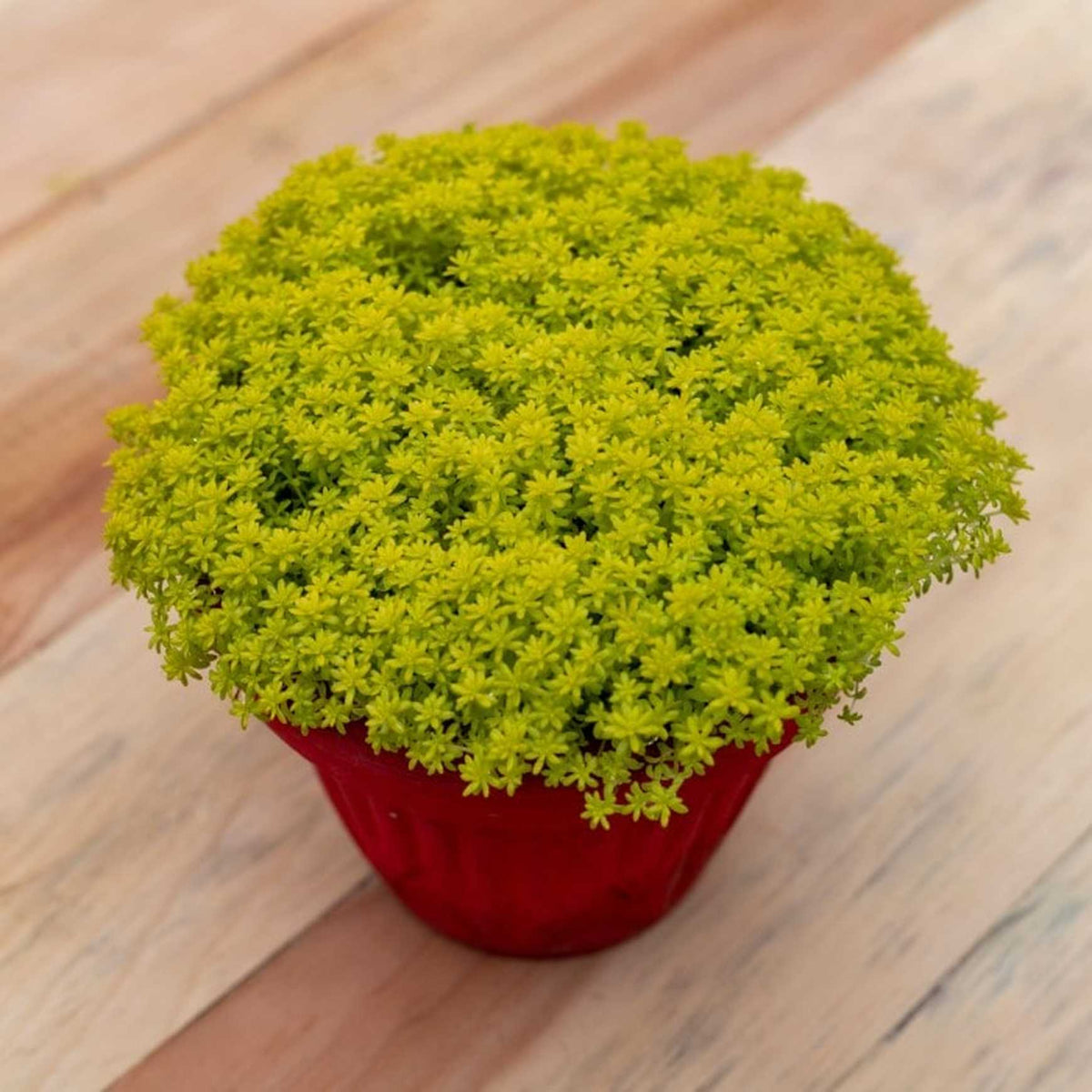 Almanac Planting Co Sedum acre 'Aurea' growing in a pot on top of a wooden table