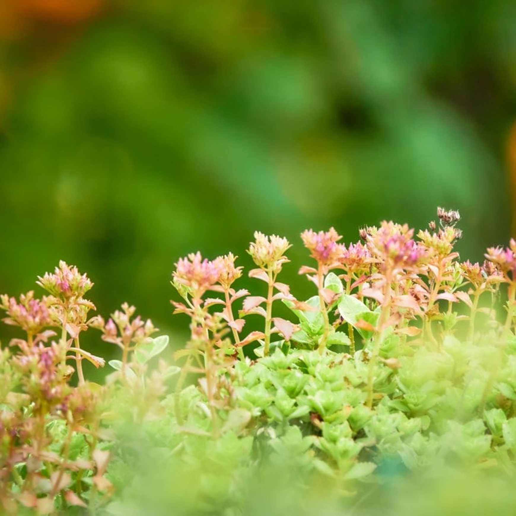 Almanac Planting Co Sedum spurium 'Fuldaglut' in bloom