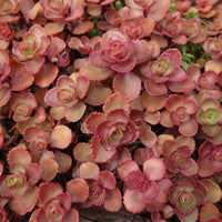 Almanac Planting Co Sedum spurium 'Fuldaglut' showing a shade of red