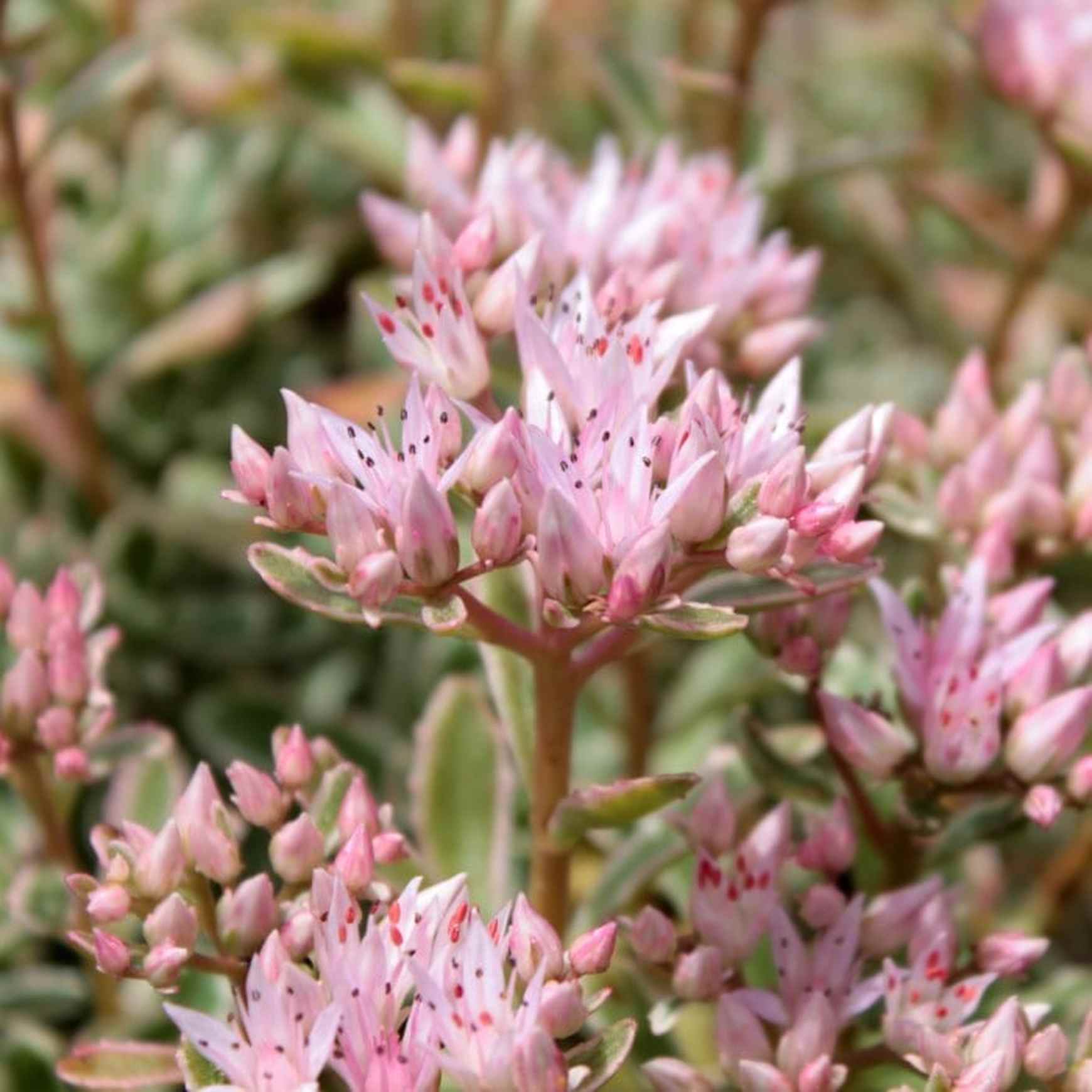 Almanac Planting Co Sedum spurium 'John Creech' flower