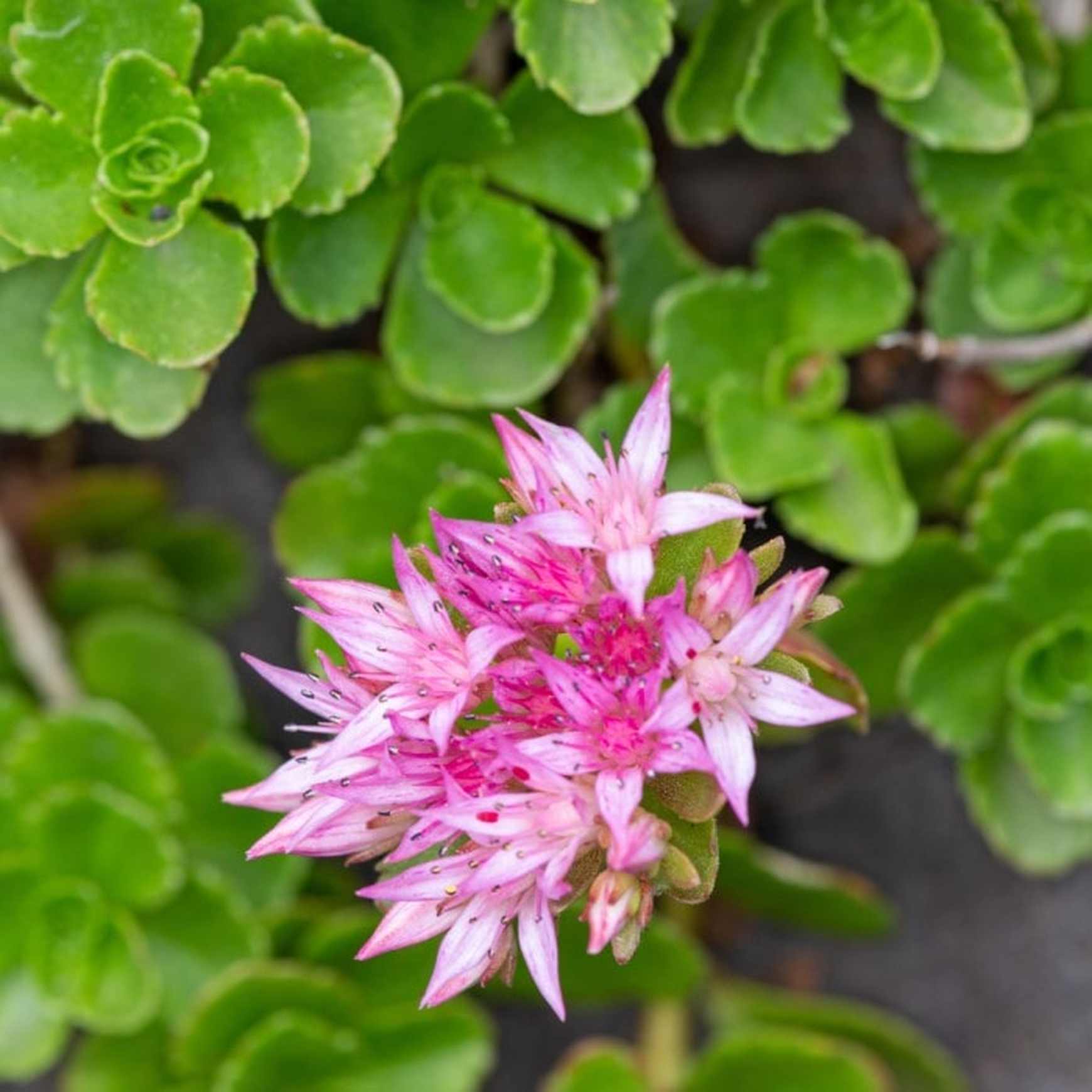 caucasian stonecrop succulent Sedum 'John Creech'