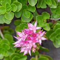 Almanac Planting Co Sedum spurium 'John Creech' in bloom with foliage in the background