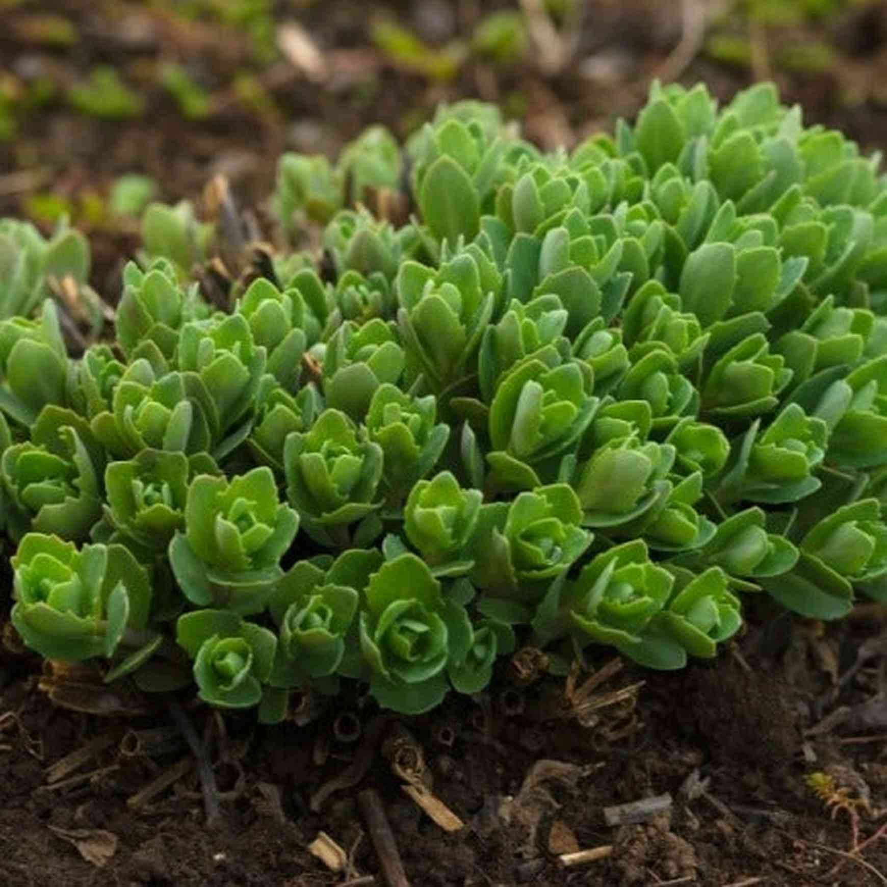 green mound succulent Sedum 'John Creech'