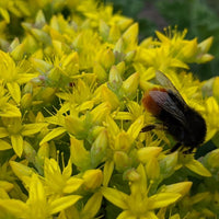 Almanac Planting Co Sedum acre 'Aurea' in bloom with a bee on top of the flowers
