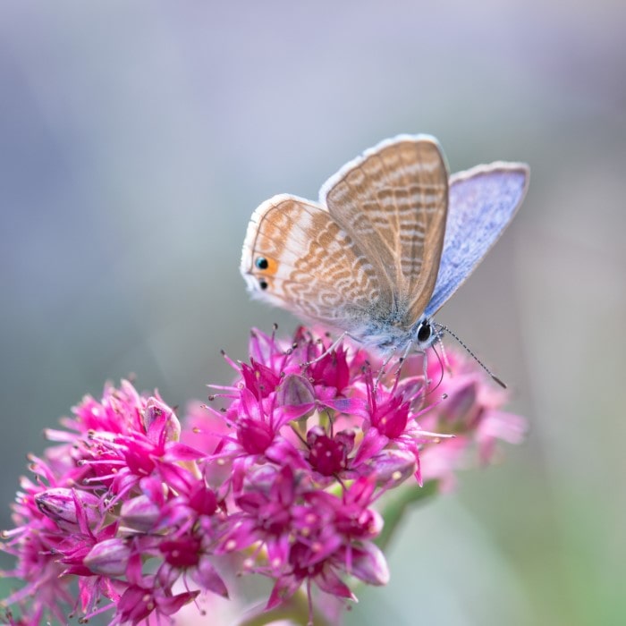 Almanac Planting Co Sedum 'Firecracker' in bloom with a butterfly