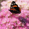 Almanac Planting Co Sedum spurium 'John Creech' covered in a carpet of flowers with a butterfly landing on top of it