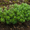 Almanac Planting Co Sedum spurium 'John Creech' growing in a mound surrounded by mulch and soil