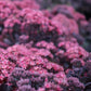 Almanac Planting Co Purple Sedum in Bloom