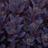 Almanac Planting Co Sedum 'Plum Dazzled' Foliage