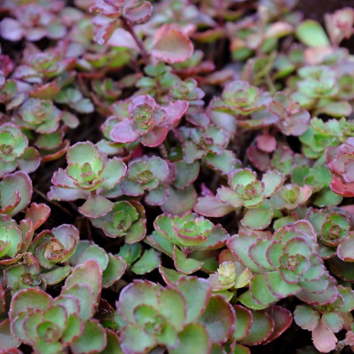 Almanac Planting Co Sedum spurium 'Fuldaglut' showing shades of red and green