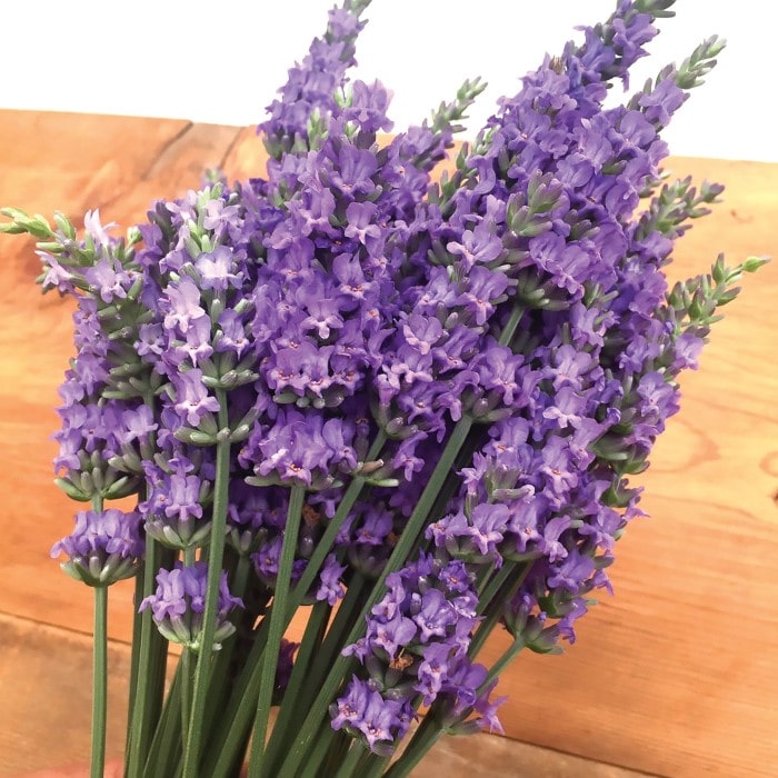 Almanac Planting Co Lavender Sensational 