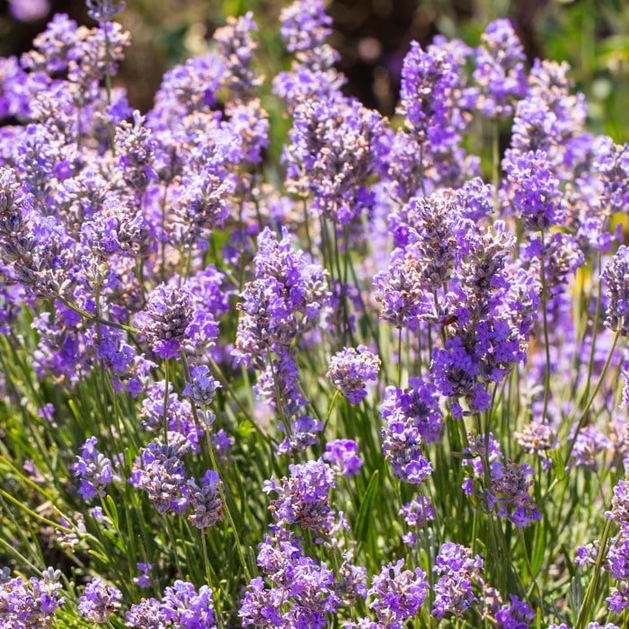 Sensational Lavender Growing Outside