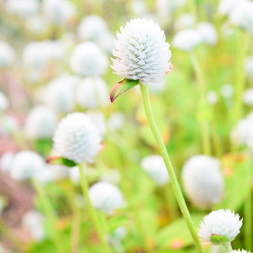Almanac Planting Co 'Audray White' Globe Amaranth (Gomphrena globosa '﻿﻿Audray White') flower growing in a field