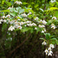 Almanac Planting Co Japanese Snowbell Tree (Styrax japonicus). A side image of a branch with green leaves and clusters of white flowers hanging below the branch. The background is blurred green vegetation. 