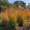 Almanac Planting Indiangrass Group