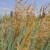 Almanac Planting Co Indiangrass Flower