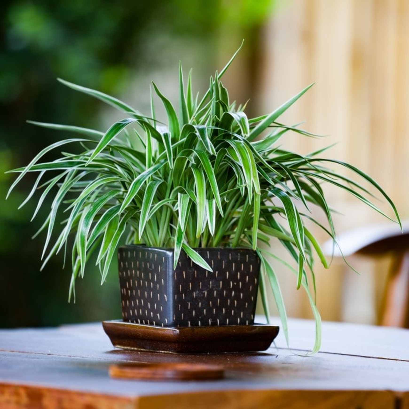Spider Plant 'Irish'